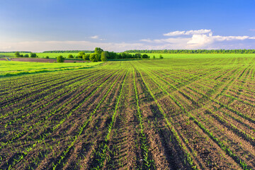 Agricultural fields. A field with rows of young green corn sprouts