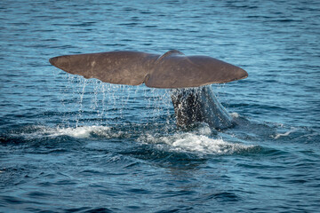 Walflosse, Schwanzflosse schaut aus Wasser, Wasserfontäne, Norwegen