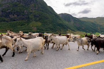 Ziegenherde überquert Straße, Norwegen