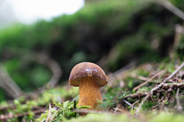 Close-up of a bay bolete mushroom (Imleria badia) in moss