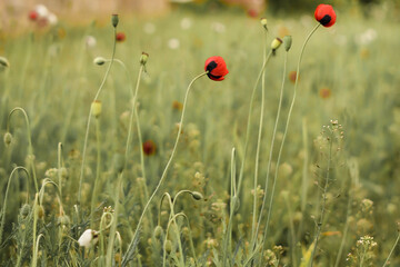 Poppy flowers in the field. Multicolored poppy flowers.