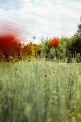Poppy flowers in the field. Multicolored poppy flowers.