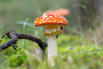 A perfect fly agaric mushroom (Amanita muscaria) in autumn