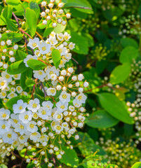 White flowers texture background closeup, blooming decorative spiraea, spirea, meadowsweets