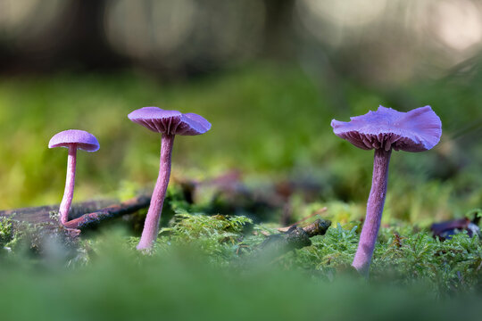 A group of amethyst deceiver mushrooms (Laccaria amethystina) on a bed of moss