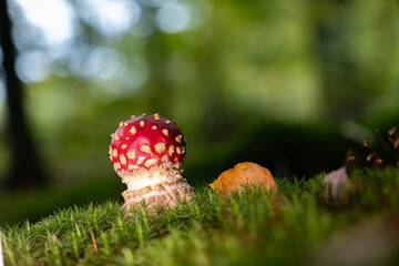 Close-up of a very young fly agaric mushroom (Amanita muscaria)