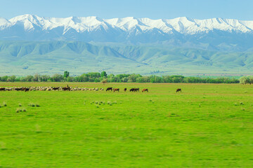 Cows graze on a green meadow against the background of mountains.