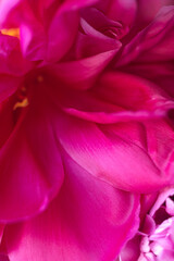 A vibrant pink peony flower with a bright yellow center is captured in full bloom, highlighting the intricacies and beauty of its petals in a lush garden setting.