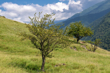 A wild apple tree at the top of the mountain. Caucasus Mountains in Ingushetia, Russia