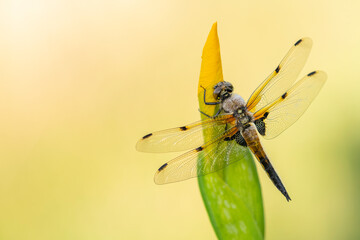 Four-spotted chaser dragonfly (Libellula quadrimaculata) resting on yellow flag iris flower bud (Iris pseudacorus).  Cornwall, UK. June.  

