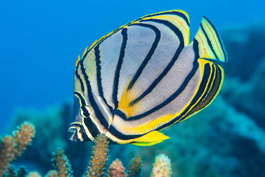 Meyer's butterflyfish (Chaetodon meyeri) feeding on hard coral (Acropora sp.) on a reef. Laamu Atoll, Maldives, Indian Ocean. 