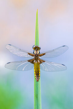 Broad-bodied darter dragonfly (Libellula depressa), newly emerged, resting on reeds. Cornwall, UK. May. 
