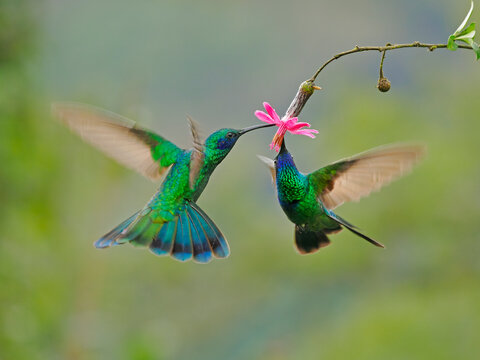 Two Sparkling violetear hummingbirds (Amazilia tzacatl) hovering next to flower, feeding on nectar, cloud forest, Ecuador. 