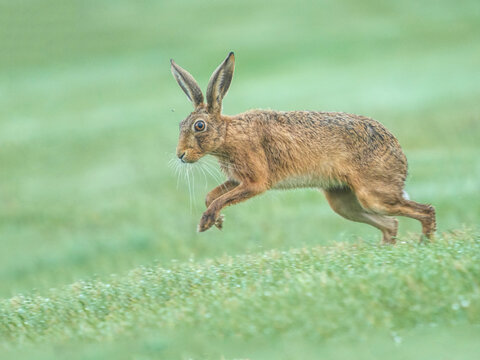 Brown hare (Lepus europaeus) jumping in grassland, UK. July. 