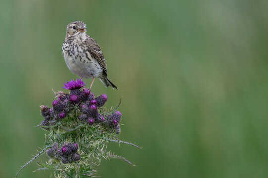 Meadow pipit (Anthus pratensis) perched on Thistle (Cirsium sp.), singing, Runde, Norway. June.  