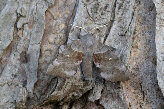 Poplar hawk moth (Laothoe populi) resting on tree bark, Brasschaat, Belgium. August. 
