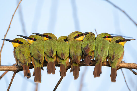 Group of Little bee-eaters (Merops pusillus) perched side by side on branch in early morning, Allahein River, The Gambia. 