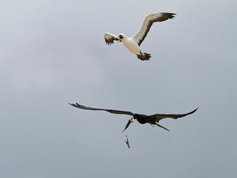 Great frigatebird (Fregata minor) in flight, harassing a Masked booby (Sula dactylatra). The Great frigate bird catching fish regurgitated by Masked booby as it escapes, Cosmoledo Atoll, Seychelles. 