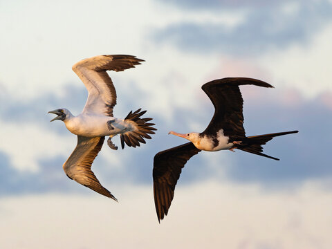 Great frigatebird (Fregata minor) in flight, harassing a Masked booby (Sula dactylatra), Cosmoledo Atoll, Seychelles.