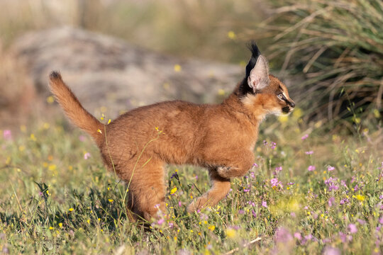 Caracal (Caracal caracal) cub, aged 9 weeks, leaping through grass, Spain. Captive, occurs in Africa and Asia. 