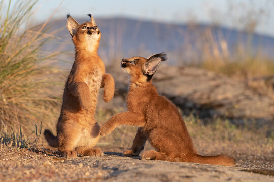 Two Caracal (Caracal caracal) cubs, aged 9 weeks, sitting on hind legs looking up, Spain. Captive, occurs in Africa and Asia.  