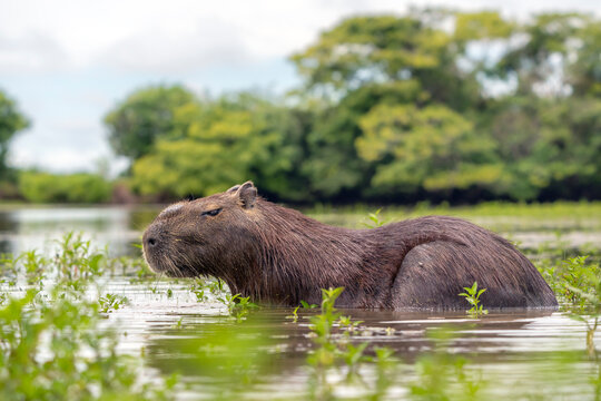 Capybara (Hydrochoerus hydrochaeris) standing in swamp water, Los Llanos, Colombia. 