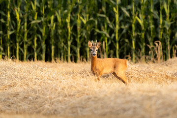 Junger Rehbock vor Maisfeld, Gabler/Gabelbock (Capreolus capreolus) © Felix