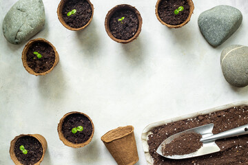 Gardening at home. Passion fruit seedlings in peat pots, top view