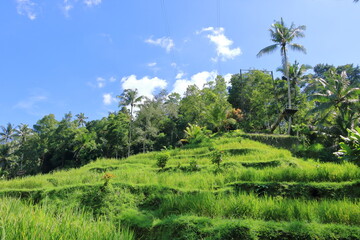 Beautiful rice terraces near Tegallalang village, Ubud, Bali, Indonesia