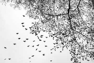 A flock of flying ravens in silhouette and tree in black and white