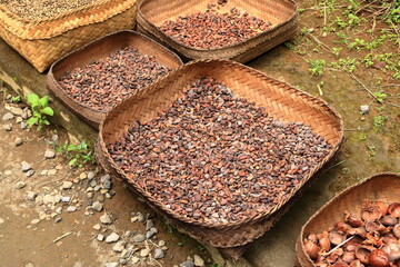 Coffee bean plantation in Bali, Indonesia
