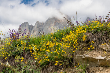 Mountain landscapes with flowers. View of the Caucasus Mountains in Ingushetia, Russia