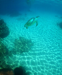 a sea turtle on a reef  in the caribbean sea