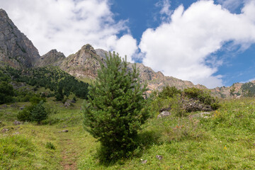 A fir tree on the mountainside. Caucasus Mountains in Ingushetia, Russia