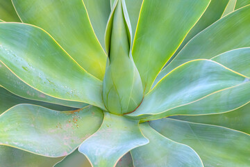 Agave plant green tone color natural abstract pattern background - Agave attenuata, Fox Tail Agave Plant Isolated on White Background