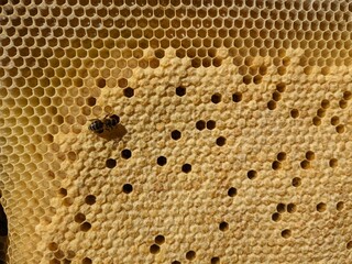 Honey bee brood on a wooden frame in an ecological family beekeeping farm. A close-up view...