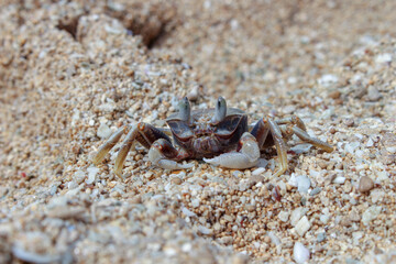crab on the beach