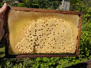 Honey bee brood on a wooden frame in an ecological family beekeeping farm. A close-up view...