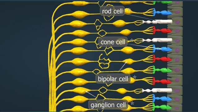Function of retina of human eye