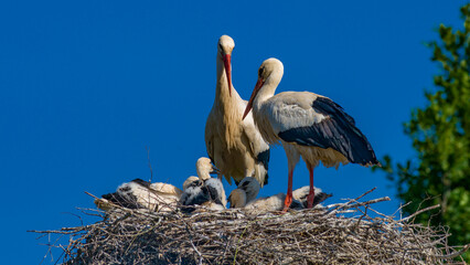Störche mit vier Jungvögeln im Nest
