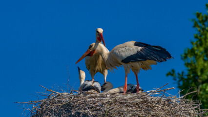 Störche mit vier Jungvögeln im Nest