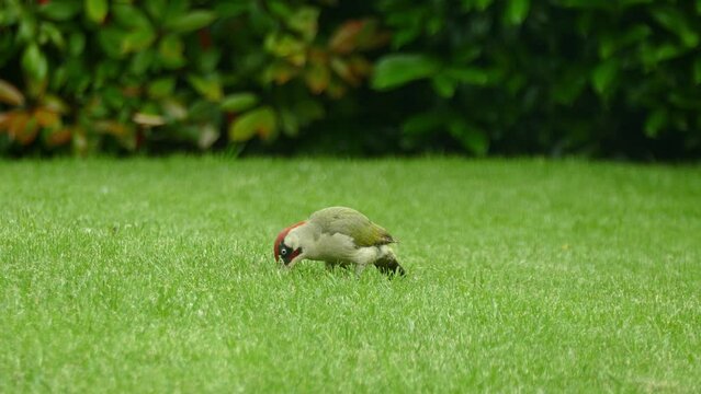 Green woodpecker looking for food in the grass