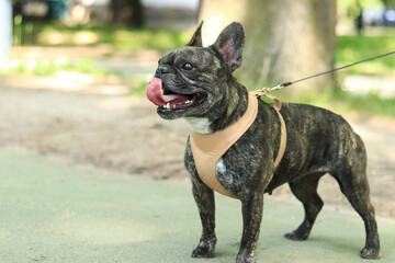 French bulldog on a walk. Dog in a harness. Bulldog dark coat color. Pet. Young dog in harness. French bulldog breed walking in the park on a leash. Walking the dogs in good weather