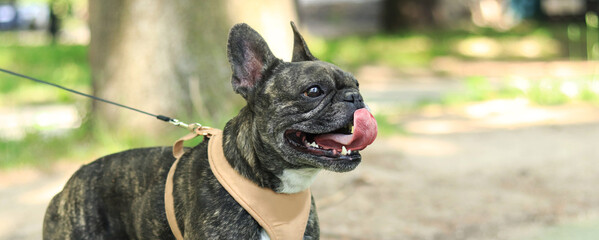 French bulldog on a walk. Dog in a harness. Bulldog dark coat color. Pet. Young dog in harness....