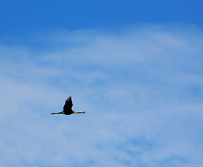 a crane flies in the sky
