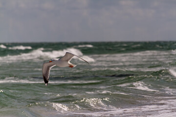 The beauty of the seagull on the Baltic Sea beach