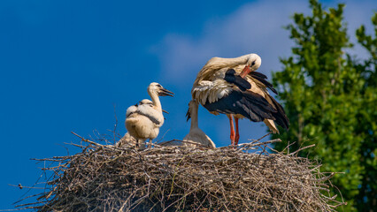 Störche mit vier Jungvögeln im Nest