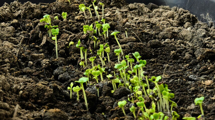cabbage sprouting indoor gardening