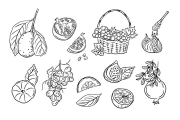 Black contour doodle drawings of subtropical fruits. Vector monochrome sketchy illustrations of sweet fruits on white background. Ideal for coloring pages, tattoo, pattern