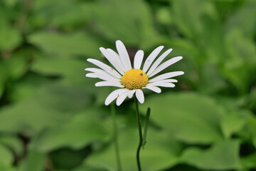 Obraz premium 白いノジギク